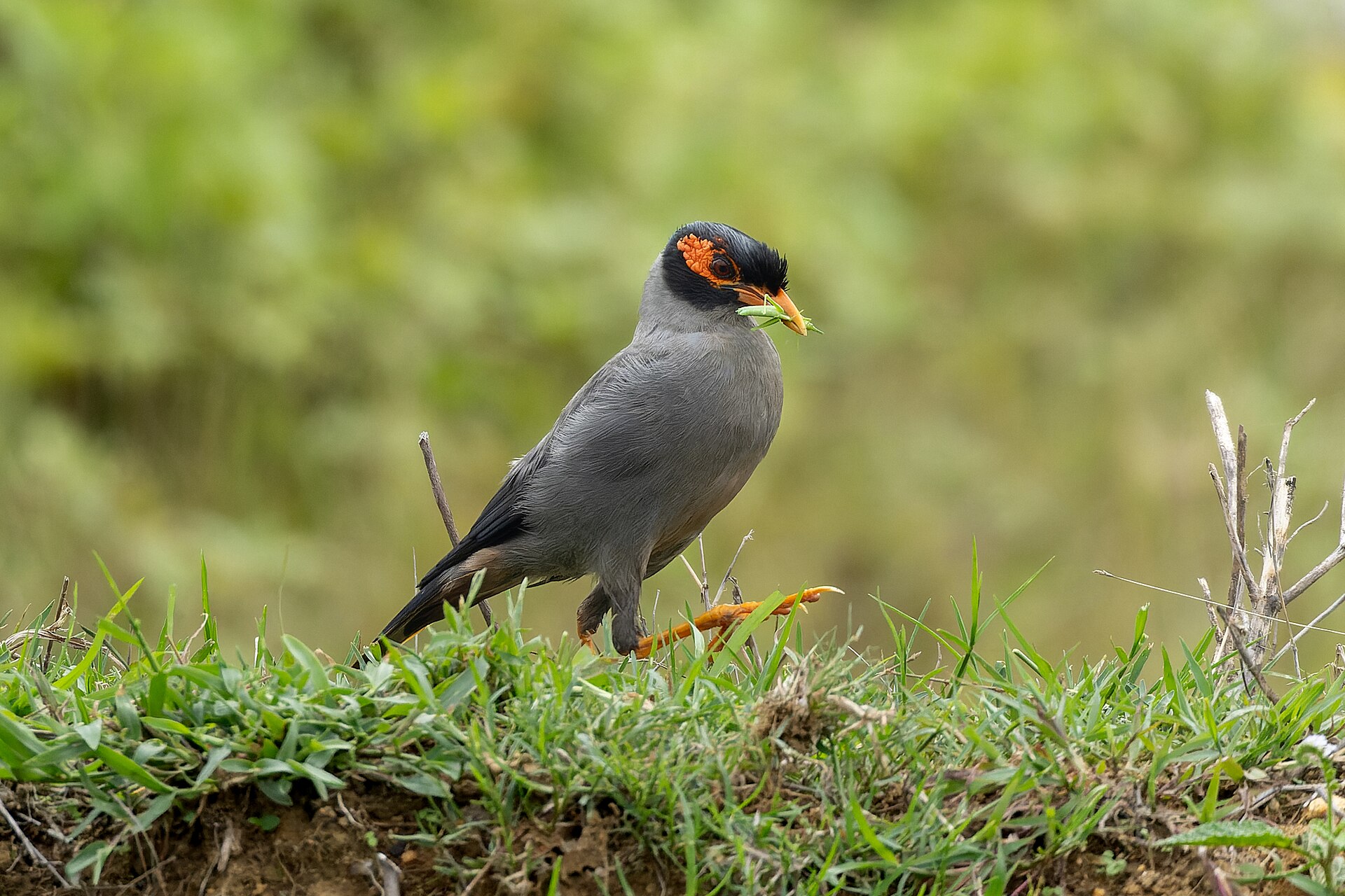 A red-whiskered bulbul forages on a grassy bank, representing connections to the Indian diaspora.